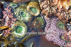 tidepool thumbnail graphic